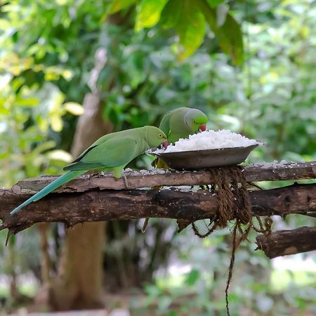 Birds Paradise Cabanas Unawatuna Exterior foto