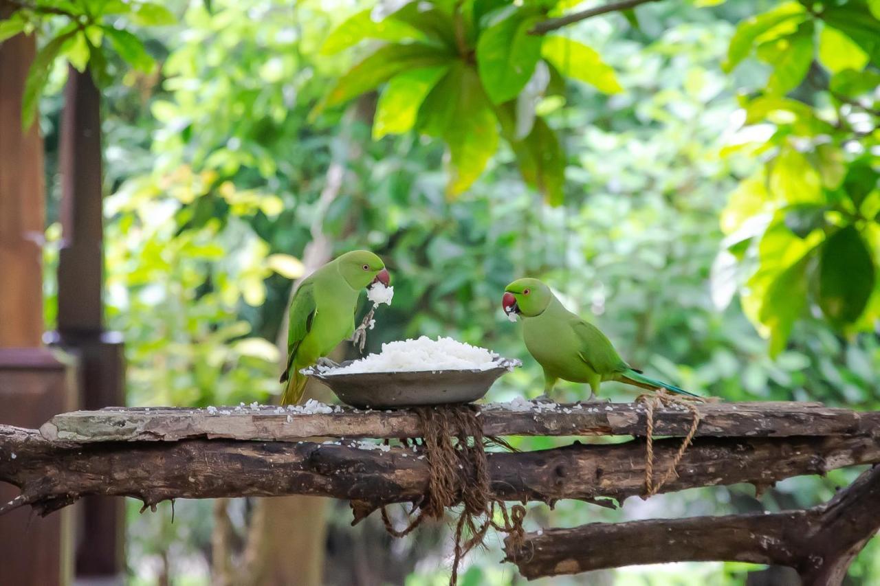 Birds Paradise Cabanas Unawatuna Exterior foto