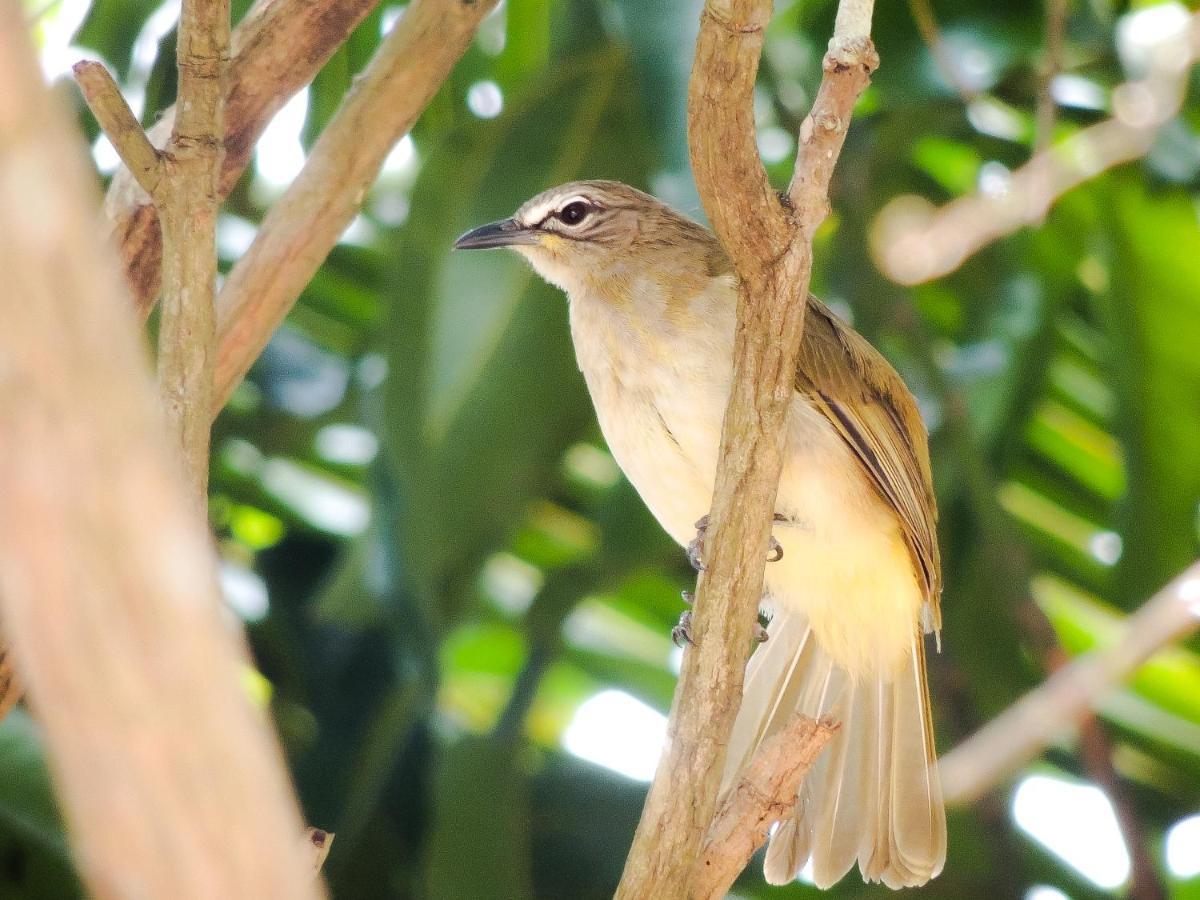 Birds Paradise Cabanas Unawatuna Exterior foto